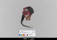 藏品(中國湖北皮影戲偶頭-淨)的圖片